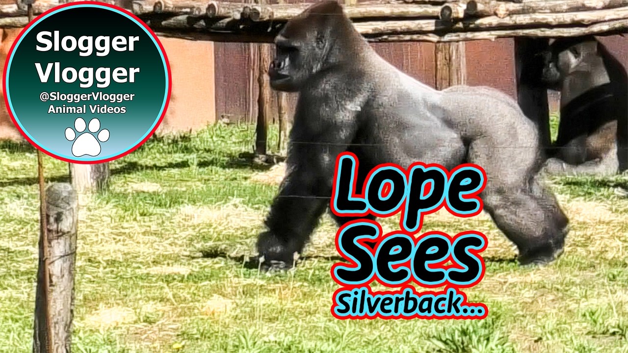 Action in the Gorilla Enclosure: Lope & Dishi