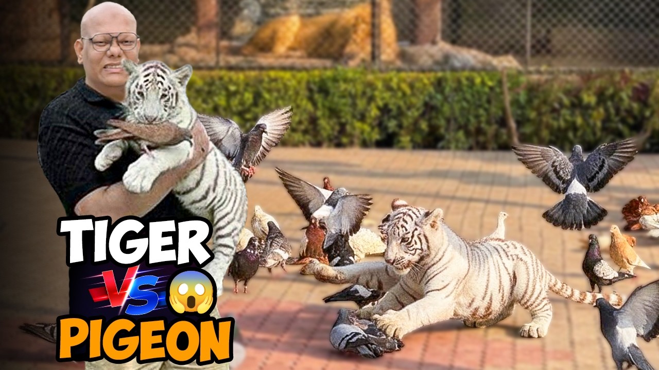 Tiger Ne Kabootar Ke Sath Kya Kiya?🕊️ | Tiger vs Pigeon🐯 | BT Farm Stories