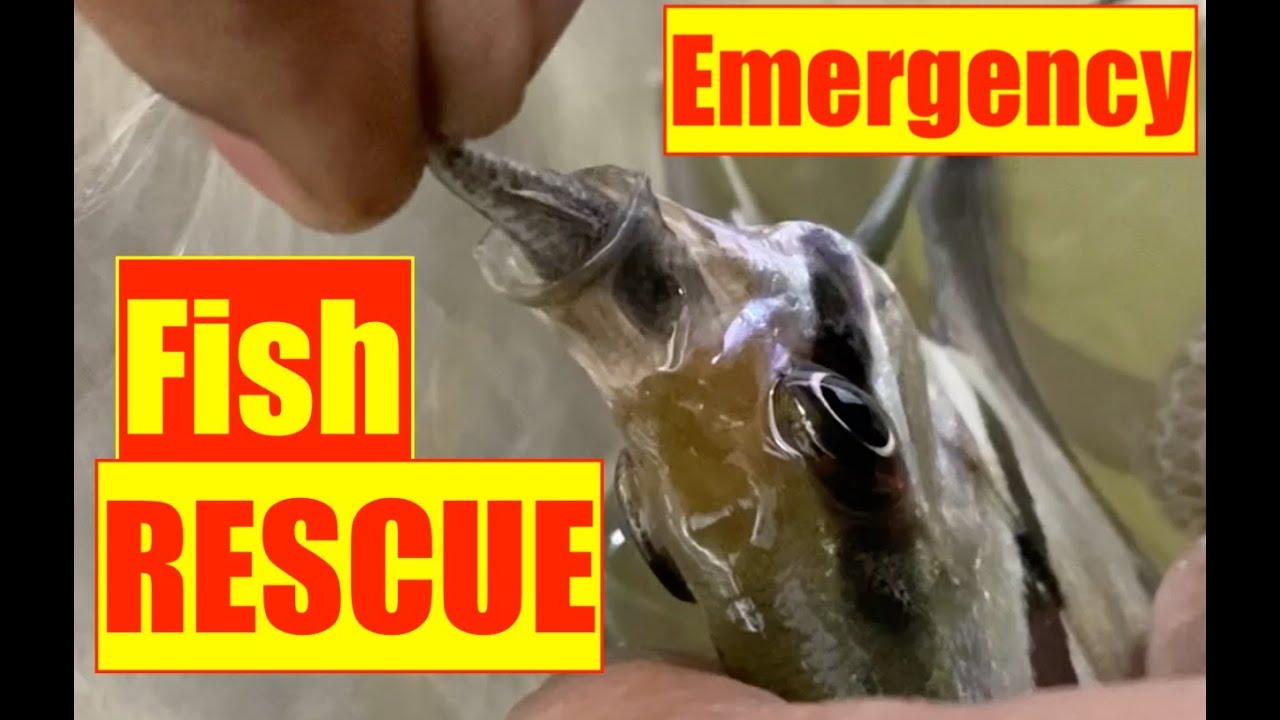 Fish stuck in Mouth | Aquarium Dairies | Altum Angel eats Algae Eater | Mayur Dev Aquascaper HD
