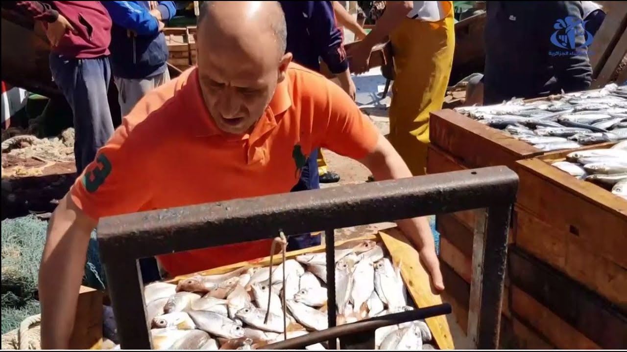 الصيد البحري.. من نشاط حرفي إلى قطاع يساهم في تعزيز الأمن الغذائي