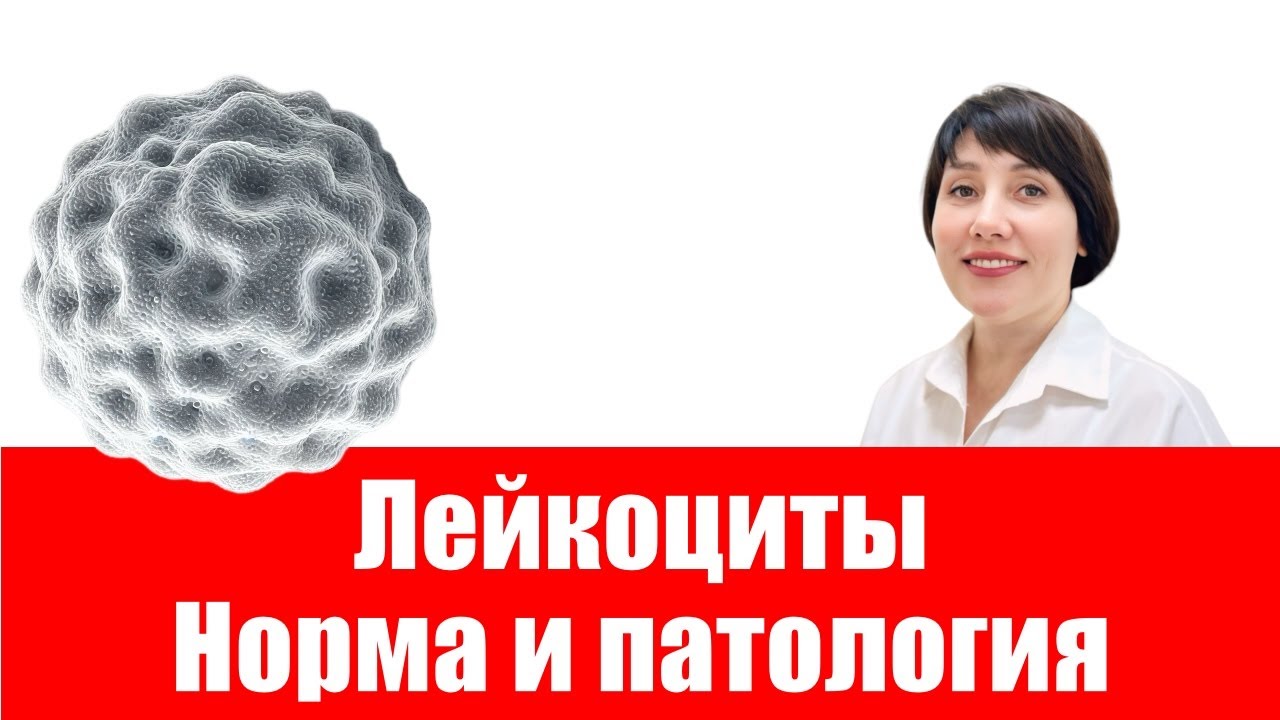 Лейкоциты.  Норма и патология.