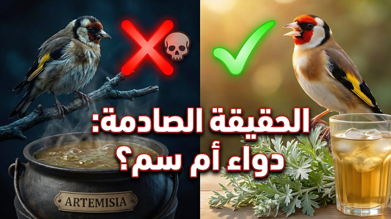 احذر! 🚫 خطأ واحد في تقديم 