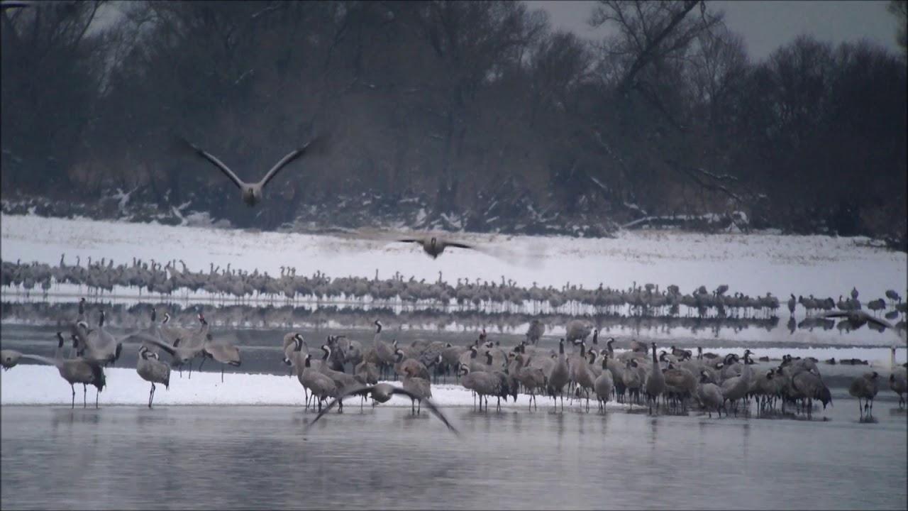 Lever des Grues cendrées dans la neige au Lac du Der en Champagne (Janvier 2019)