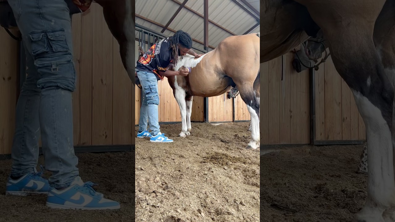 Horse grooming 