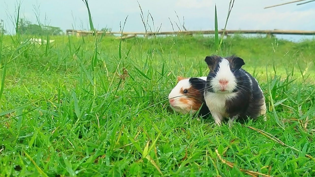 live my guinea pig playing in the field