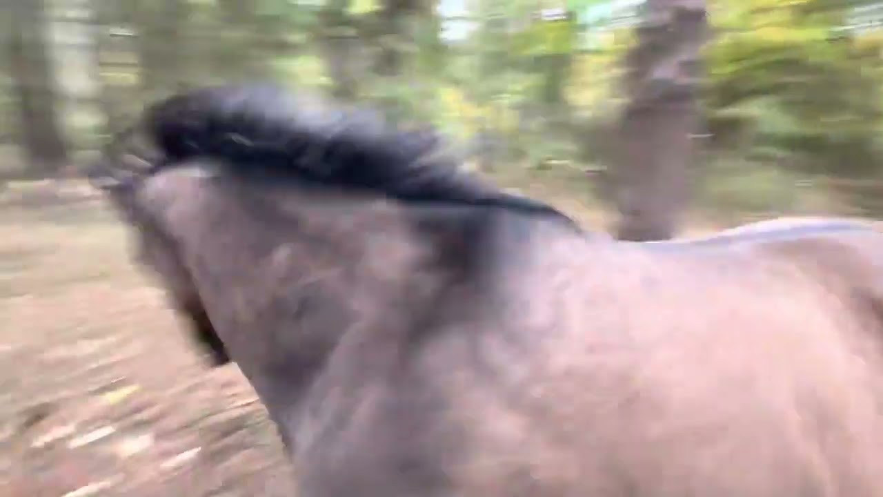 Un cheval kick un arbre, p&egrave;te sur un chien puis fuit