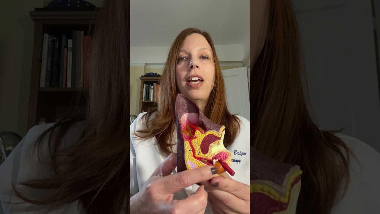 Anatomy of the Canine Ear