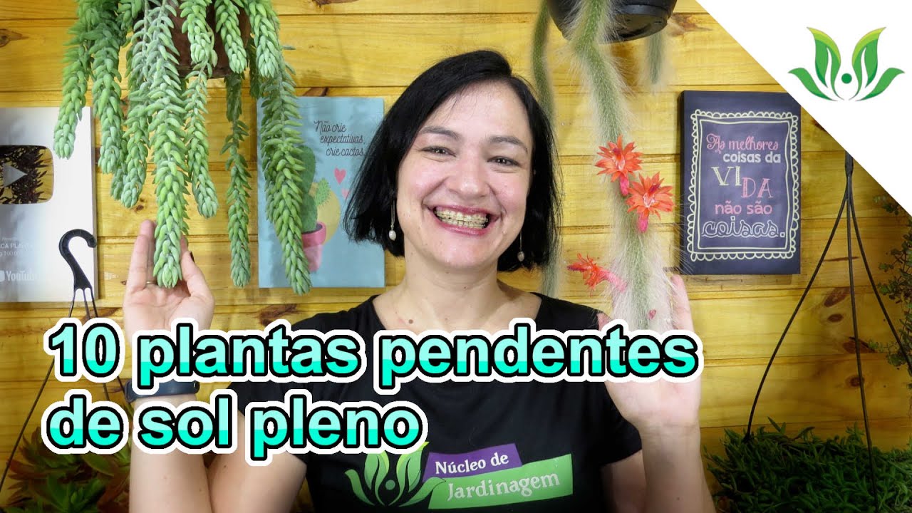 10 Plantas Pendentes de Sol Pleno