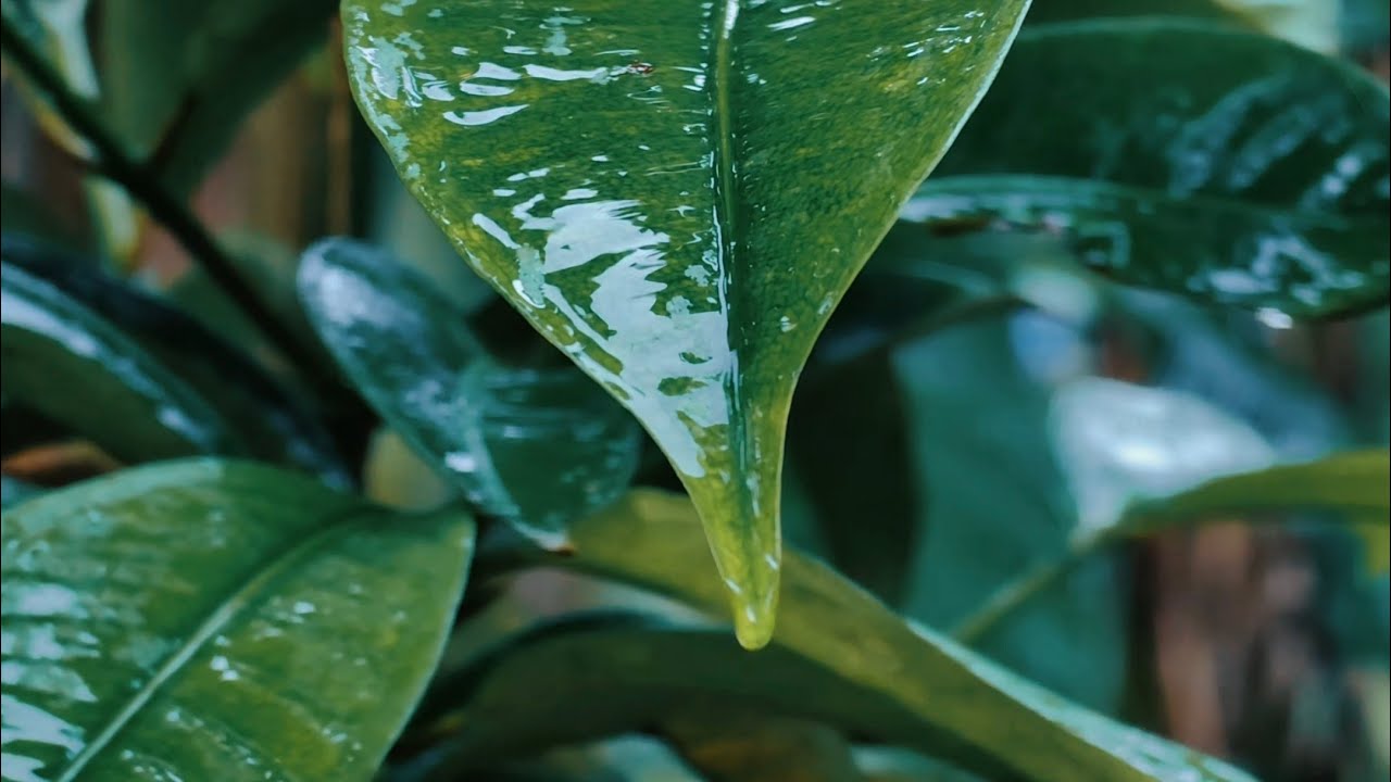 Rain on green leaves with nature sound | Listen it can relax your mind