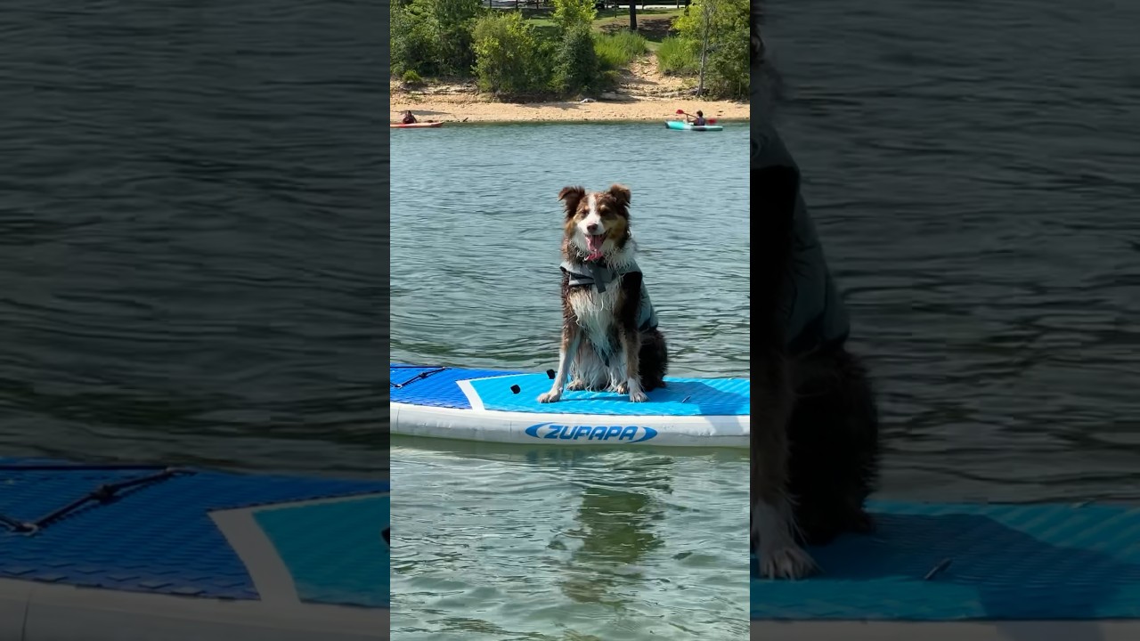 SUP dog? #paddleboarding #paddleboard #lake #water #watersport #dog #dogsup