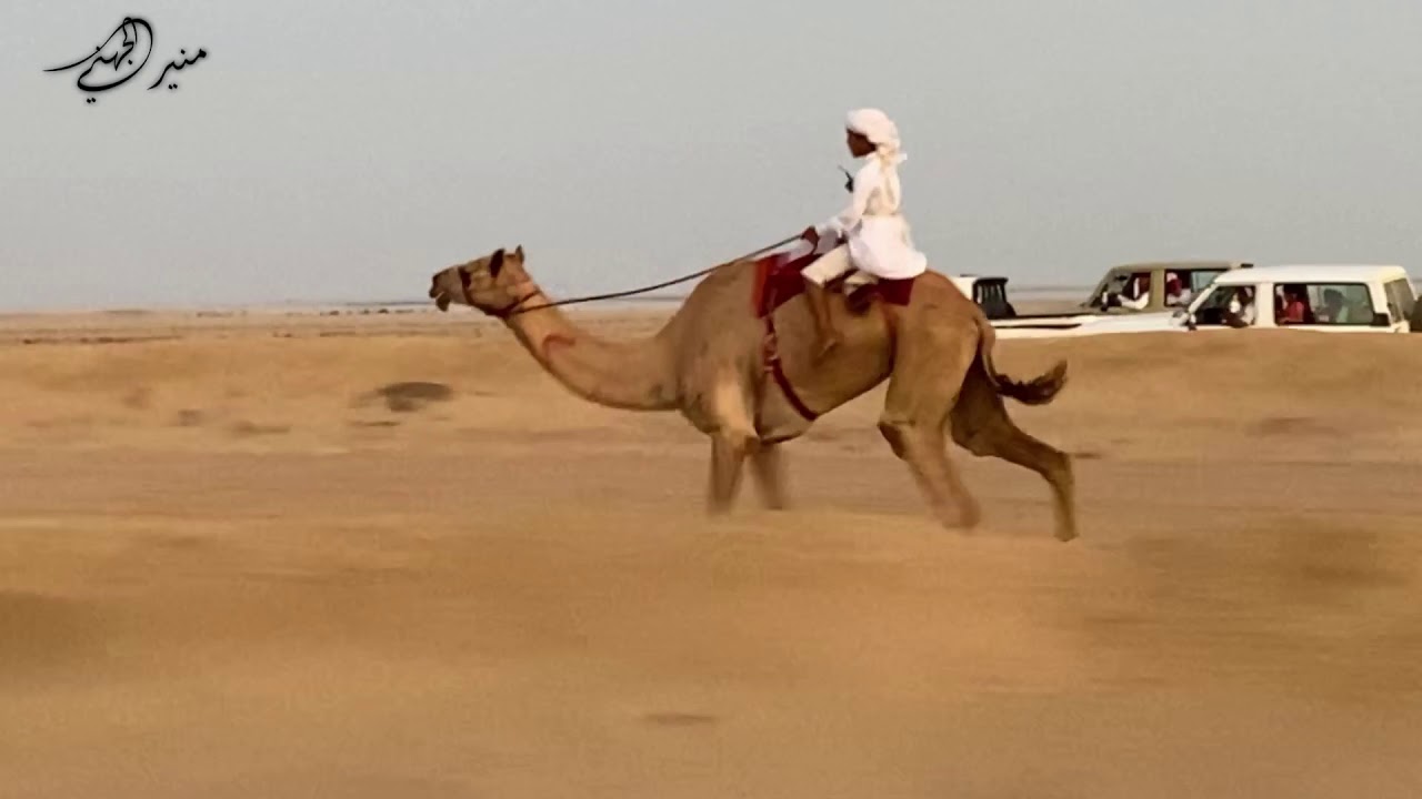 مركاض الميدان الجنوبي  بمناسبة زواج عبدالله راشدالحمدي