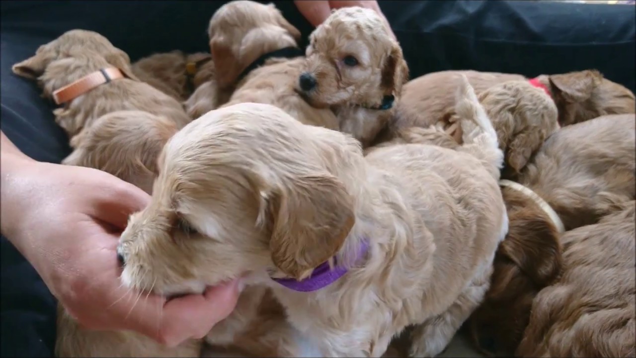 Australian Labradoodle pups Zoe 4 weken
