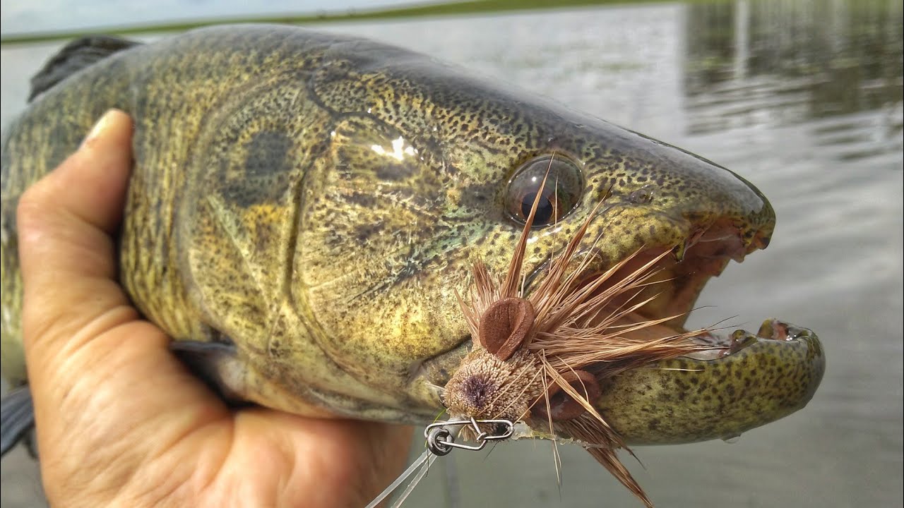 PANCADARIA NA SUPERFÍCIE 2  pesca de traíra fly fishing