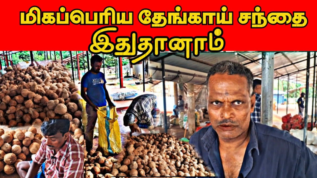 📍🛒 கொடிகாமம் சந்தை இன்றைய  தேங்காய் விலை நிலவரம்! | Jaffna