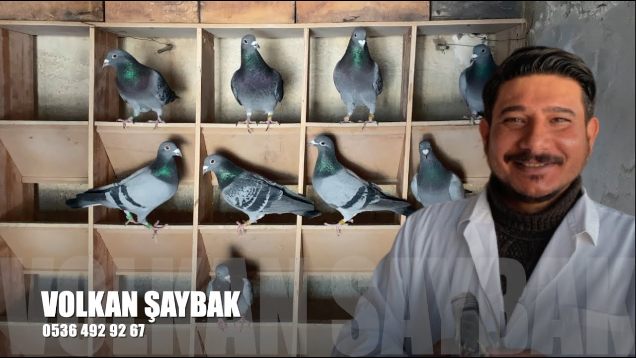 Posta Güvercin Sohbeti Volkan Şaybak