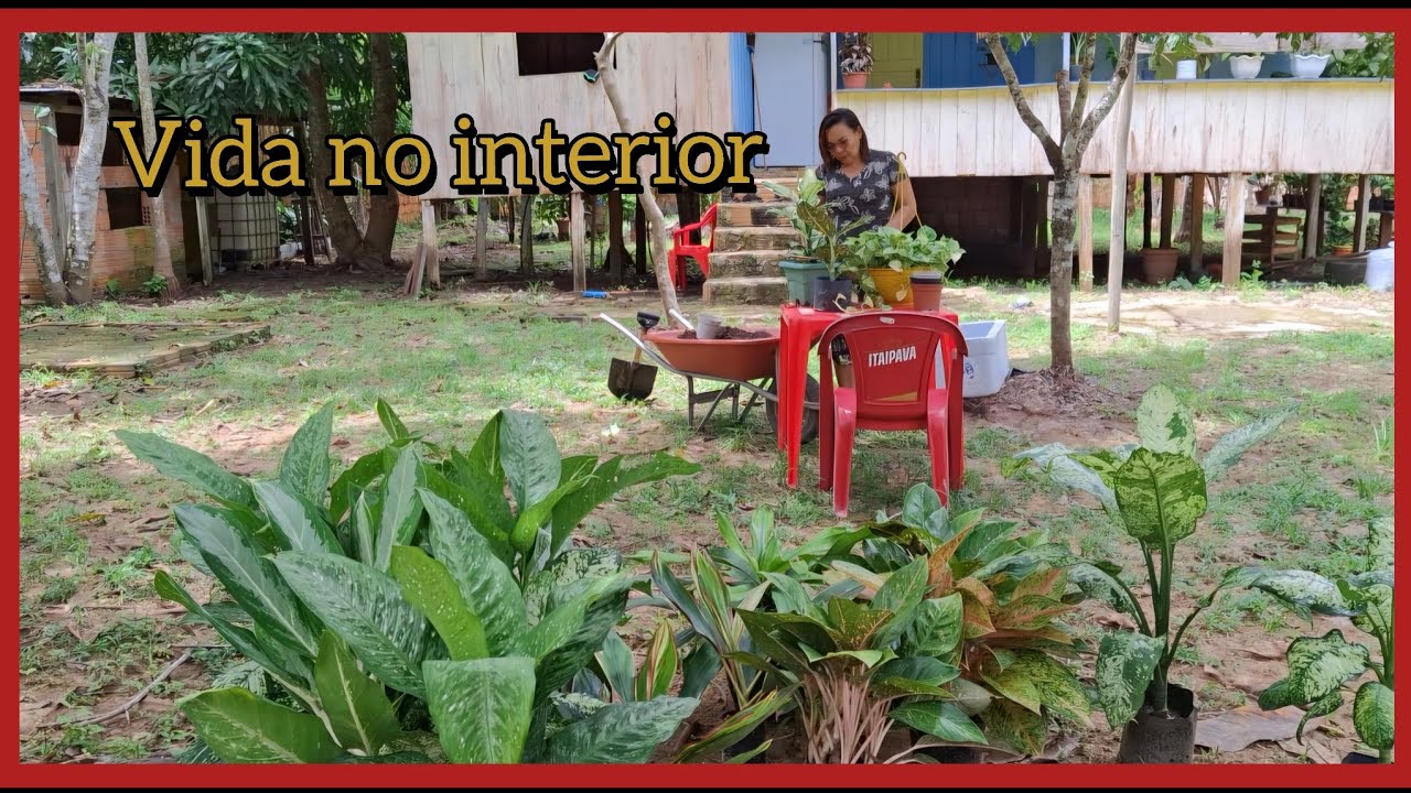 VIDA NO SÍTIO NÃO FALTA TRABALHO,  MAS É TÃO PRAZEROSA + FICUS GIGANTE 🙌🤗