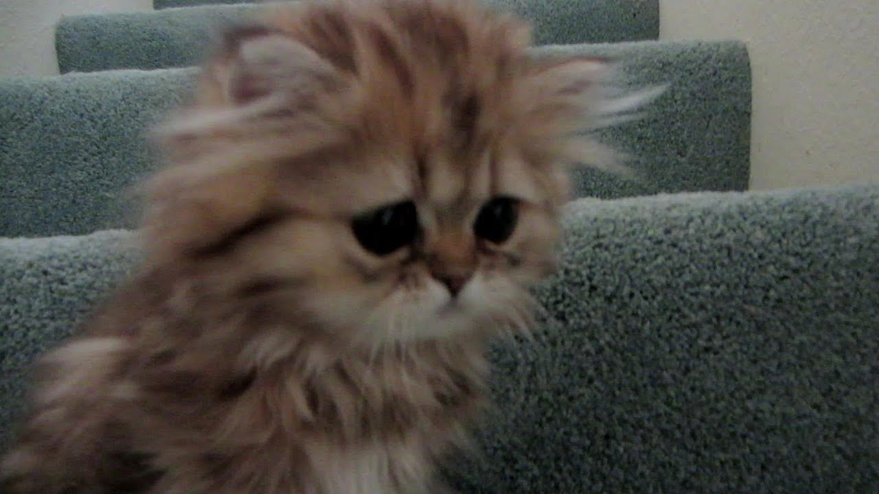 12 08 15 Persian kittens, the wildest of the wild, the K litter