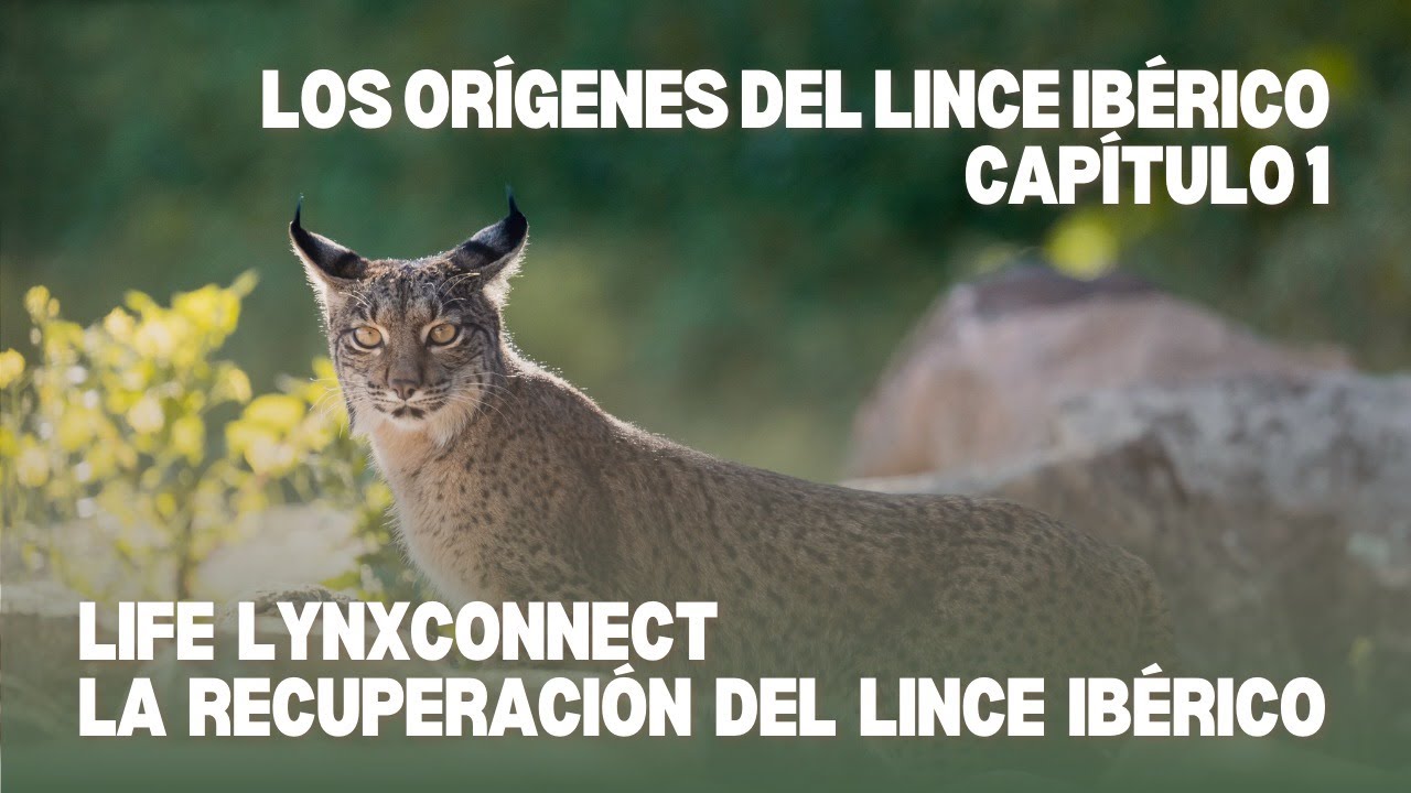 CAPÍTULO 1. LOS ORÍGENES DEL LINCE IBÉRICO.