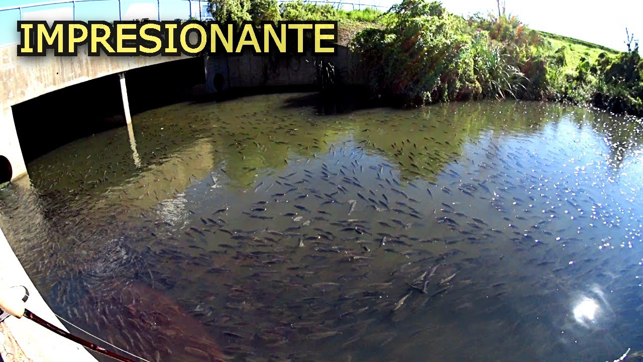 SI NO FILMABA ESTO NADIE ME IBA A CREER... Pesca.