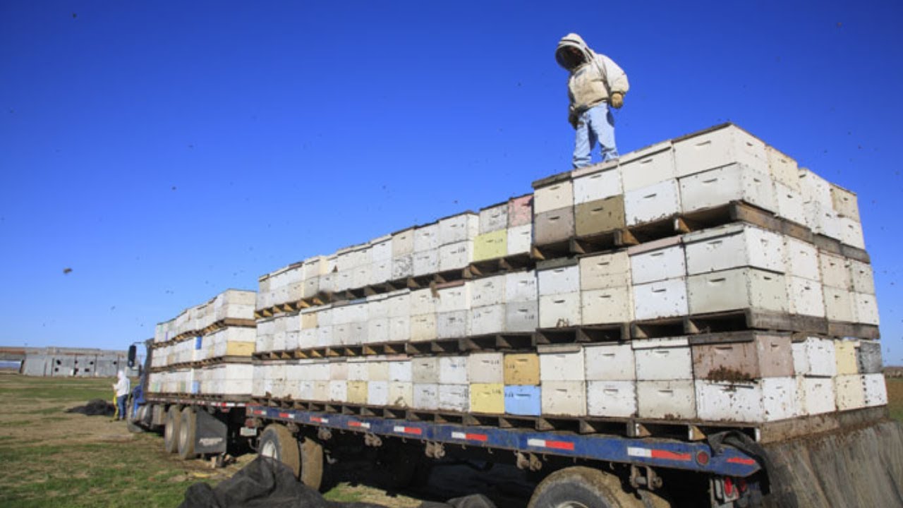 Reagindo ao transporte de ABELHAS nos Estados Unidos com Paulo Landim