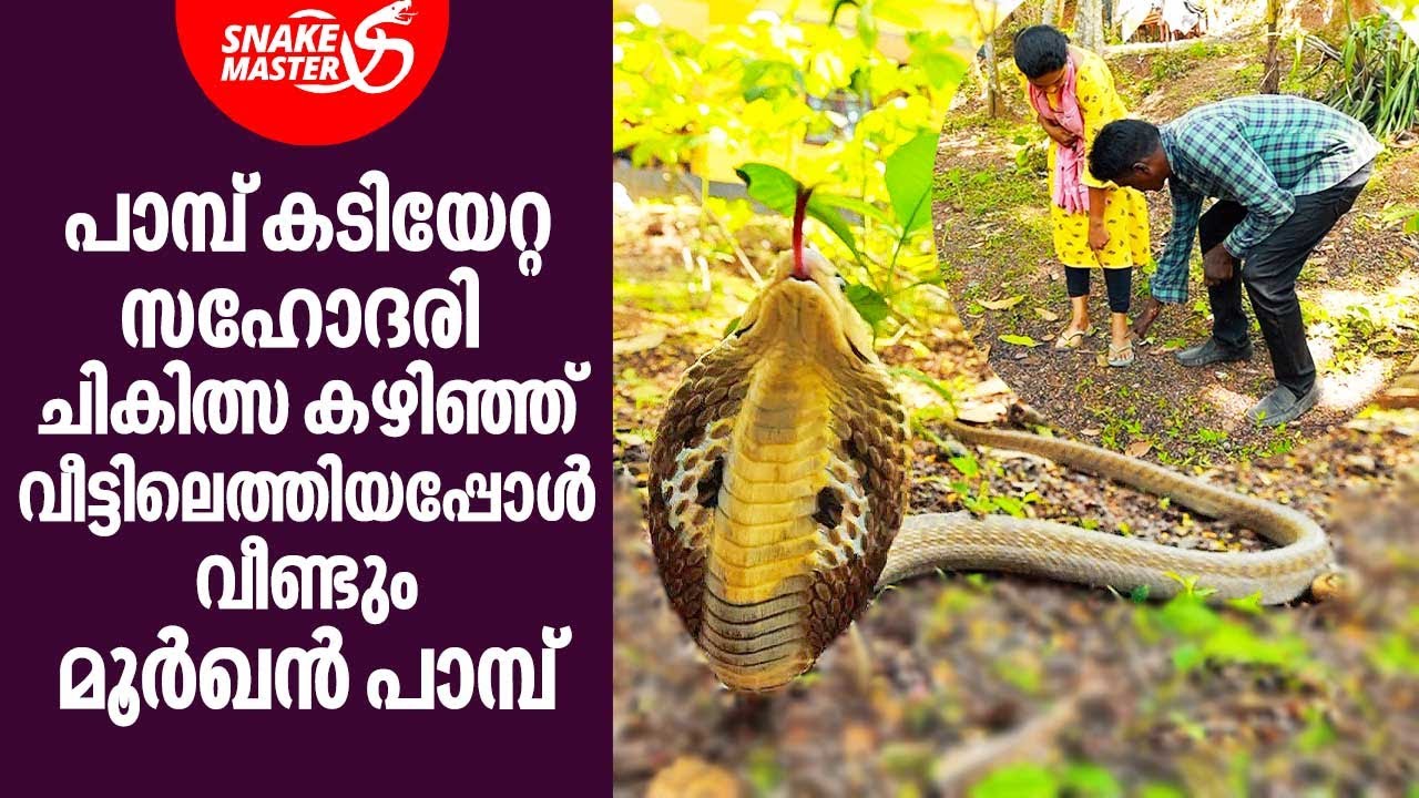 പാമ്പ് കടിയേറ്റ സഹോദരി ചികിത്സ കഴിഞ്ഞ് വീട്ടിലെത്തിയപ്പോൾ വീണ്ടും മൂർഖൻ പാമ്പ് | Snakemaster EP 878