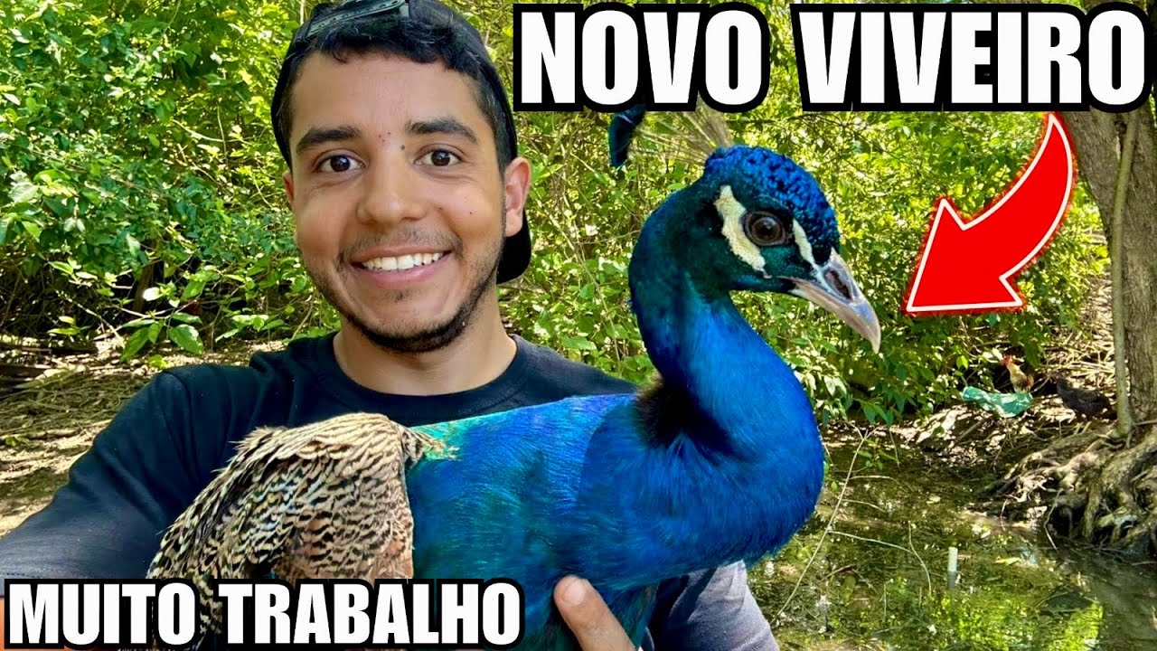 Manejo de Pavões | desativando um lago com uma super tempestade | Aves Recriar 