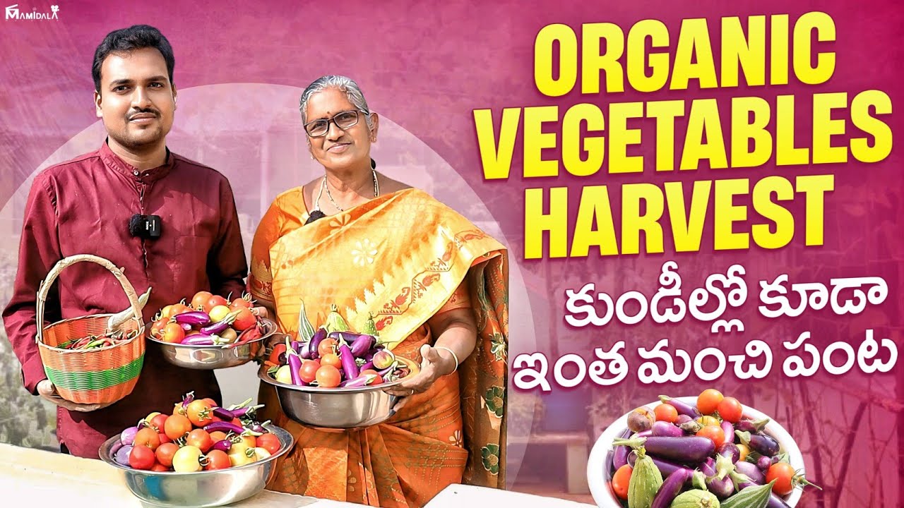 Organic Vegetables Harvest కుండీల్లో కూడా ఇంత మంచి పంట