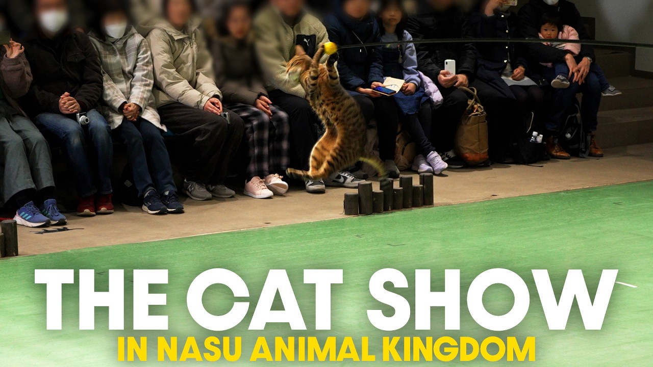 Amazing Cat Show in Nasu animal kingdom : Cat ball-riding & tightrope walking!