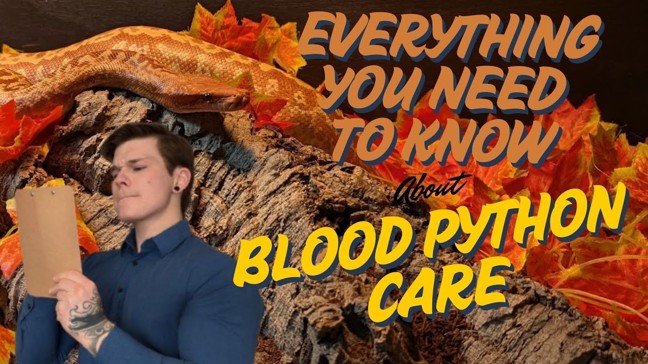 ПОЛНОЕ руководство по уходу за кровяным питоном