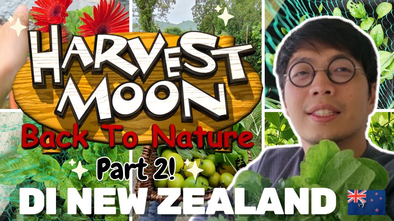 Update Kebun Rumah di New Zealand 🌱 Tanaman Koko Mulai Tumbuh!