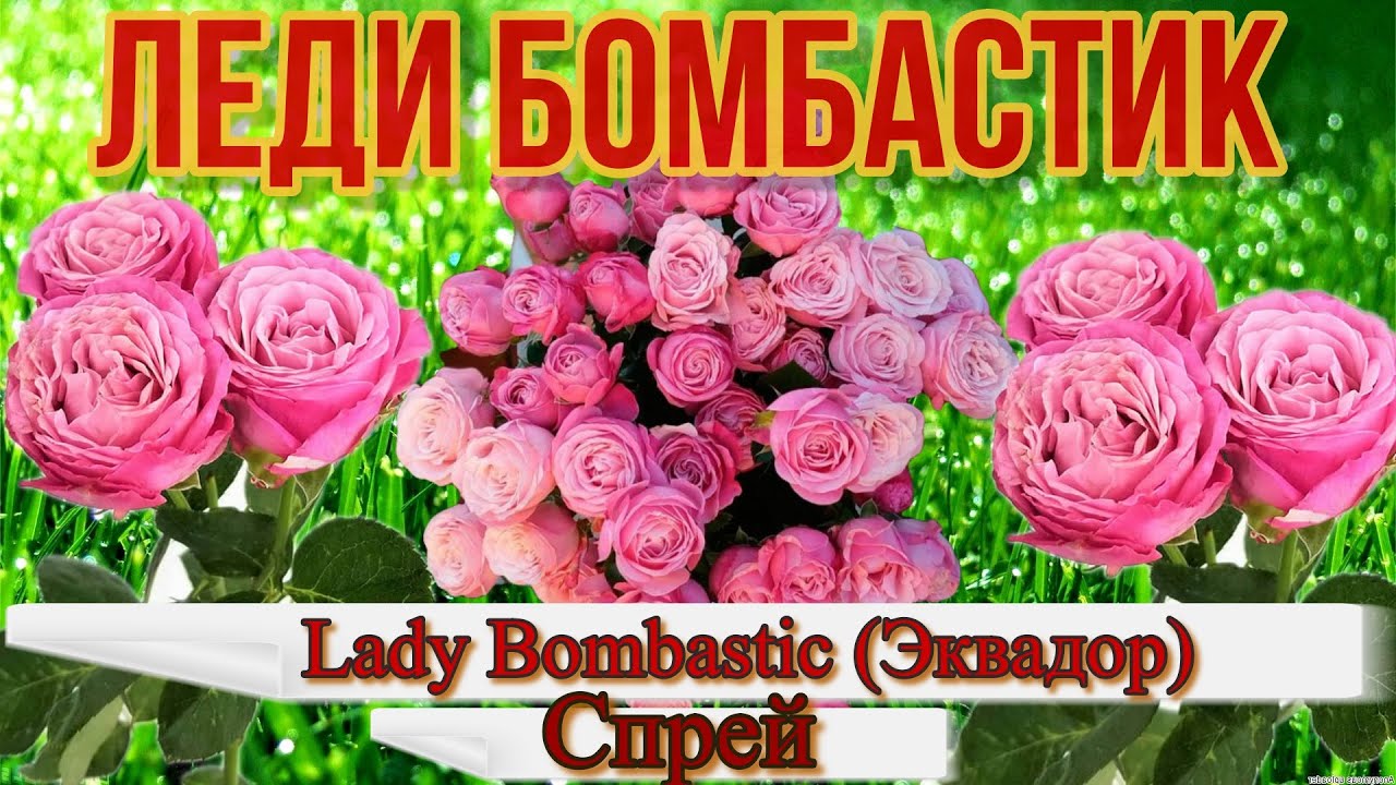 Видео обзор розы Леди Бомбастик - Lady Bombastic (Interplant Roses Нидерланды, 2014)