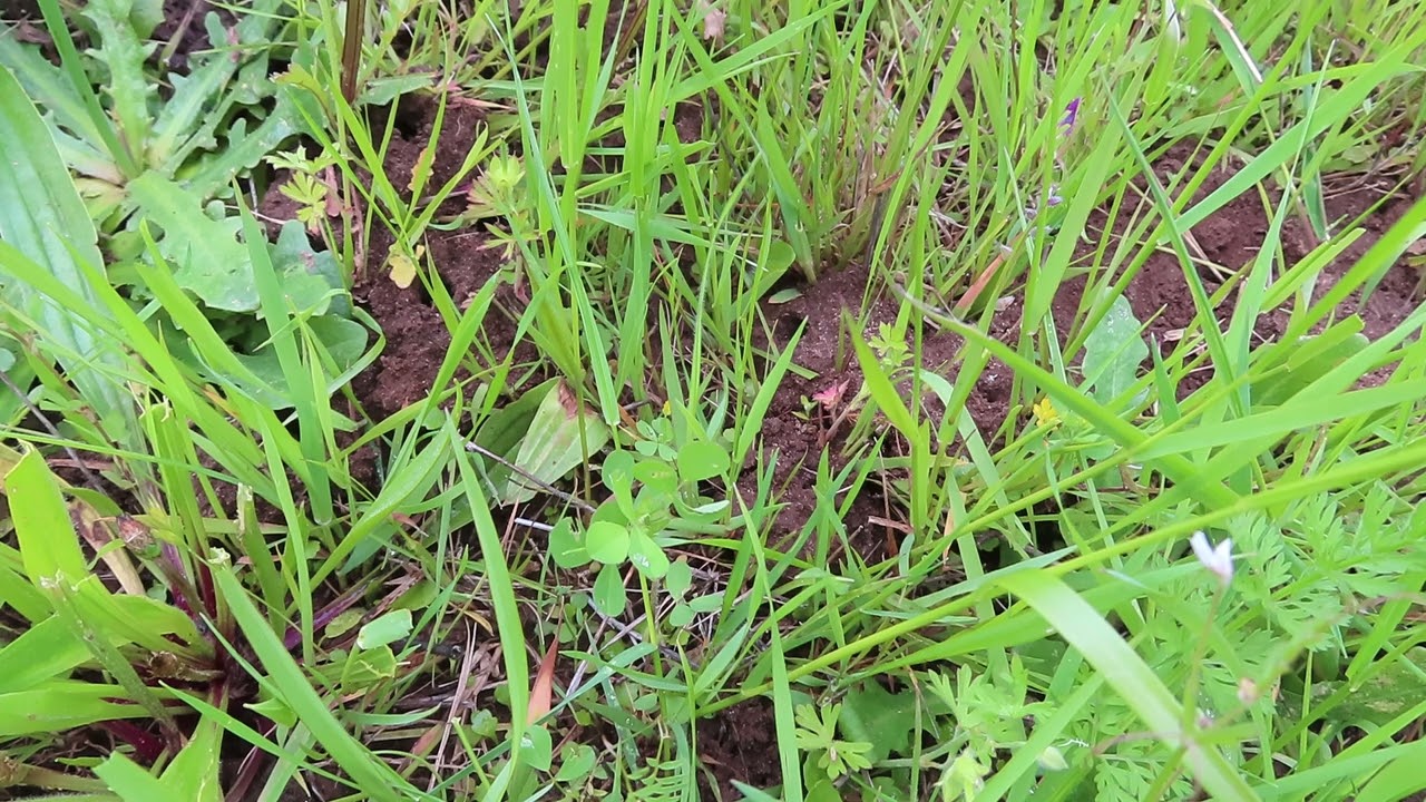 20220526 MVI 1798 1080p 00 57 Bee Landing Nesting Aggregation 1
