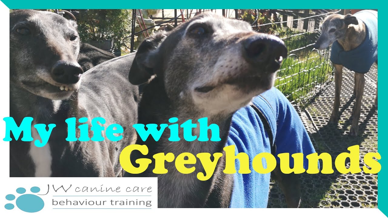 My life with greyhounds