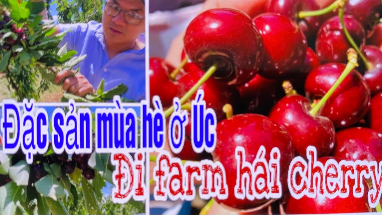 #50- Đặc sản mùa hè ở Úc - Đi farm hái cherry