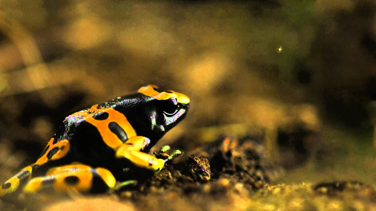 Get the Fastest Score Update for Cricket, on Hotstar (Frog)