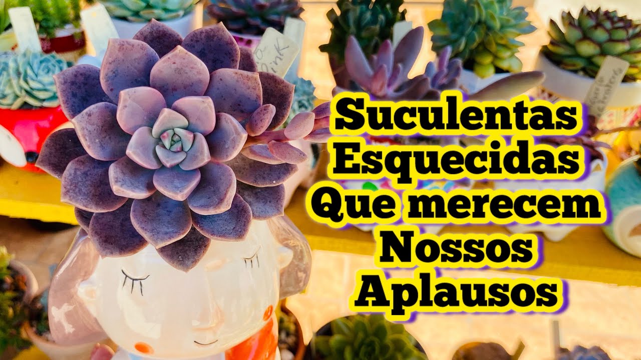 SUCULENTAS ESQUECIDAS QUE MERECEM NOSSOS APLAUSOS 