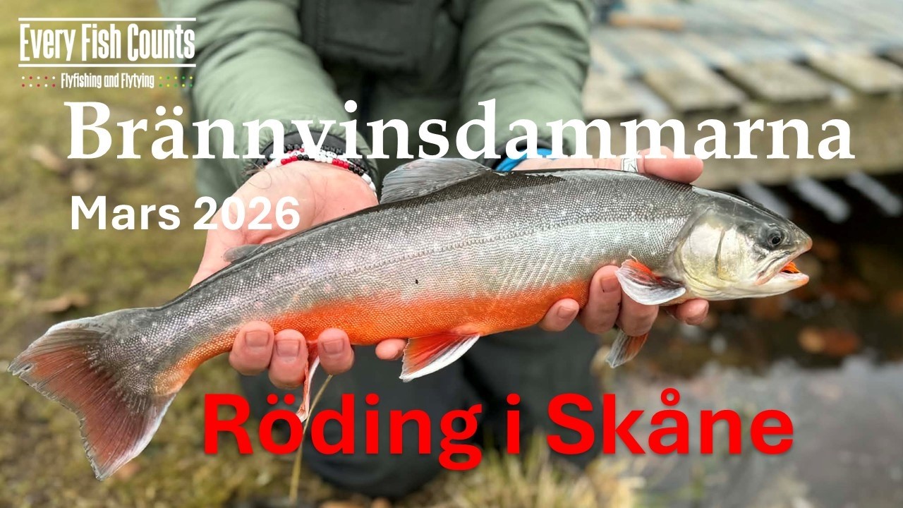Brännvinsdammarna - Mars 2026 - Röding i Skåne