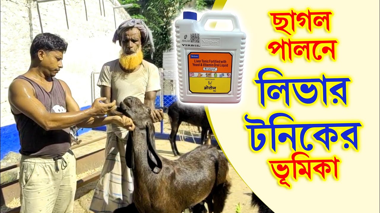WHY IS LIVER TONIC IMPORTANT IN GOAT FARMING?