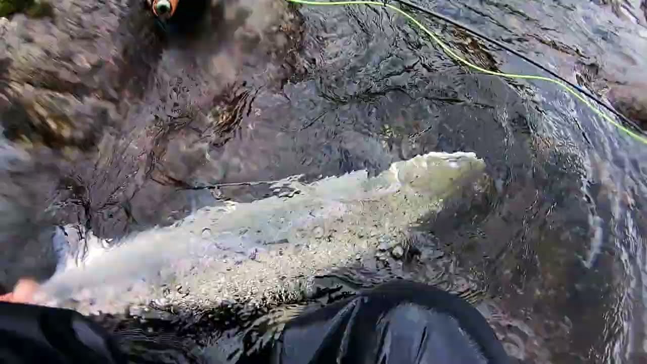 Crazy Salmon Fishing in Espedal, &Aring;rdal og Dirdal 2019