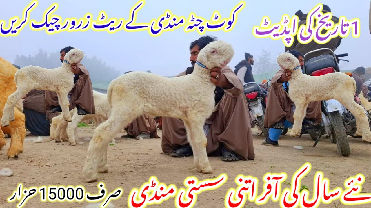1 January 2026 گاؤں کی سب سے سستی ترین مندرہ منڈی می نیلامی حو گی 03186372506 مندری شیپس مندرے چھترے