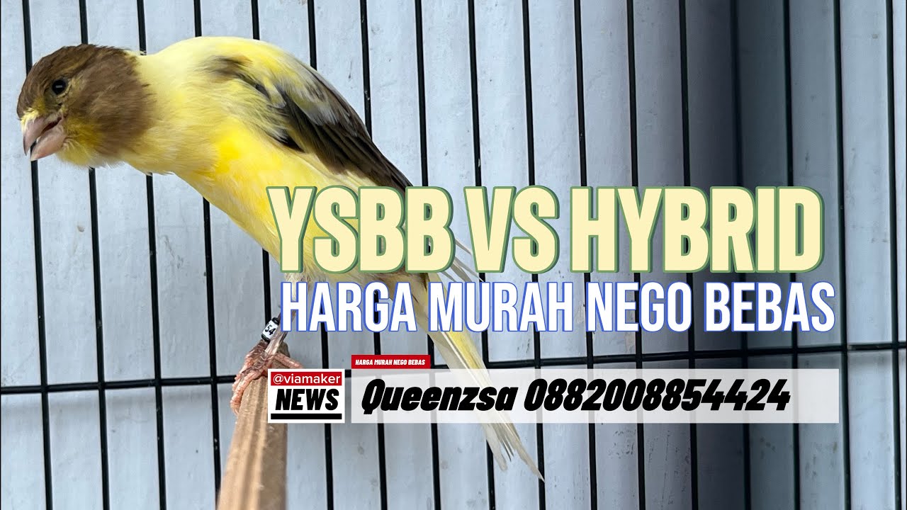 KENARI POSTUR BIKIN GELENG KEPALA !!!!
