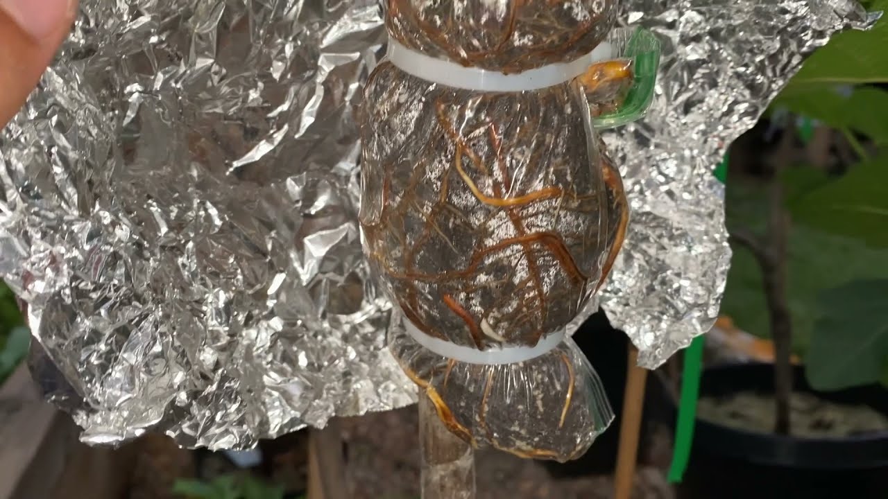 ترقيد هوائي لشجرة الاسكدنيا او لانك الدنيا Airlayer Loquat