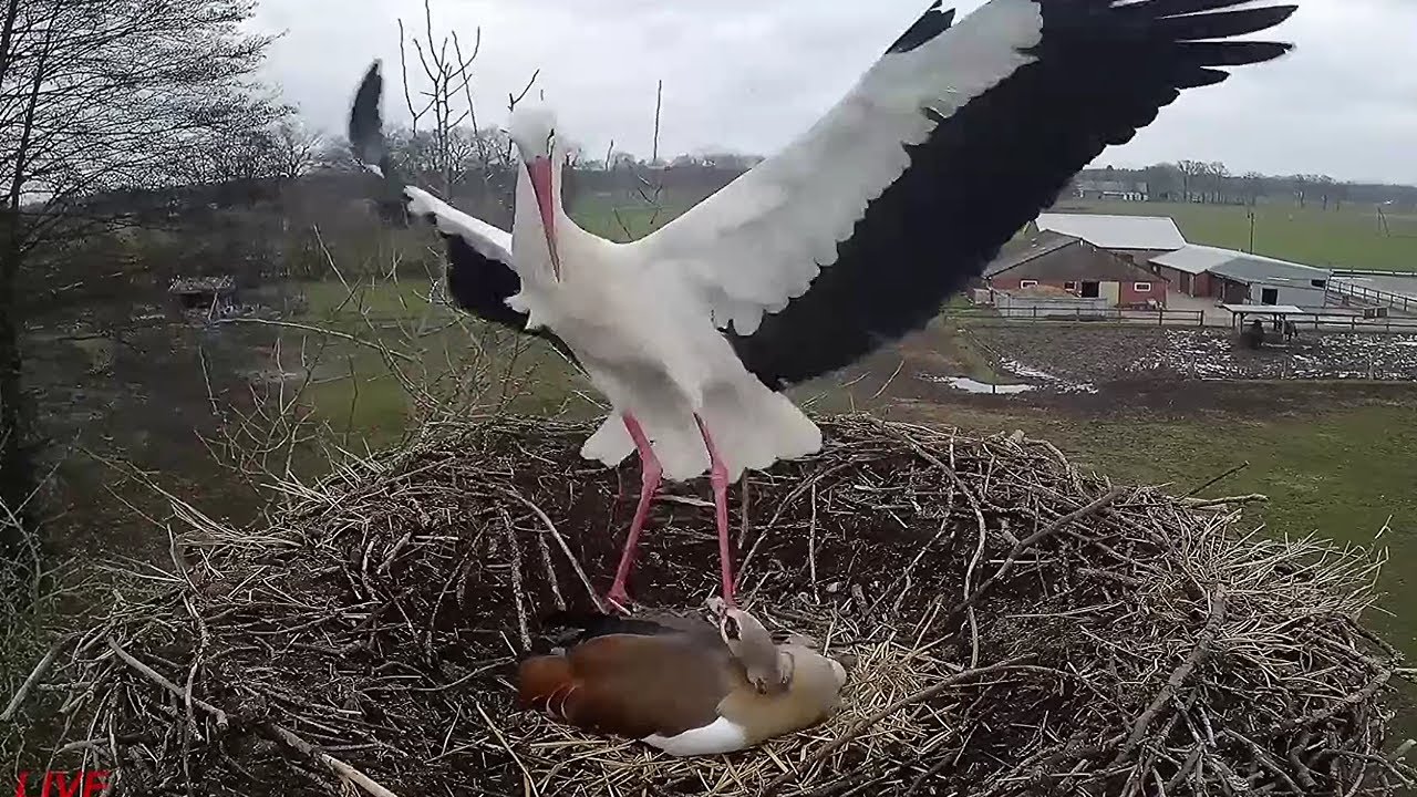 Nilgans gegen einen Schwarm Störche~2023-03-20~Storchen- Gänsenest am Menkebach