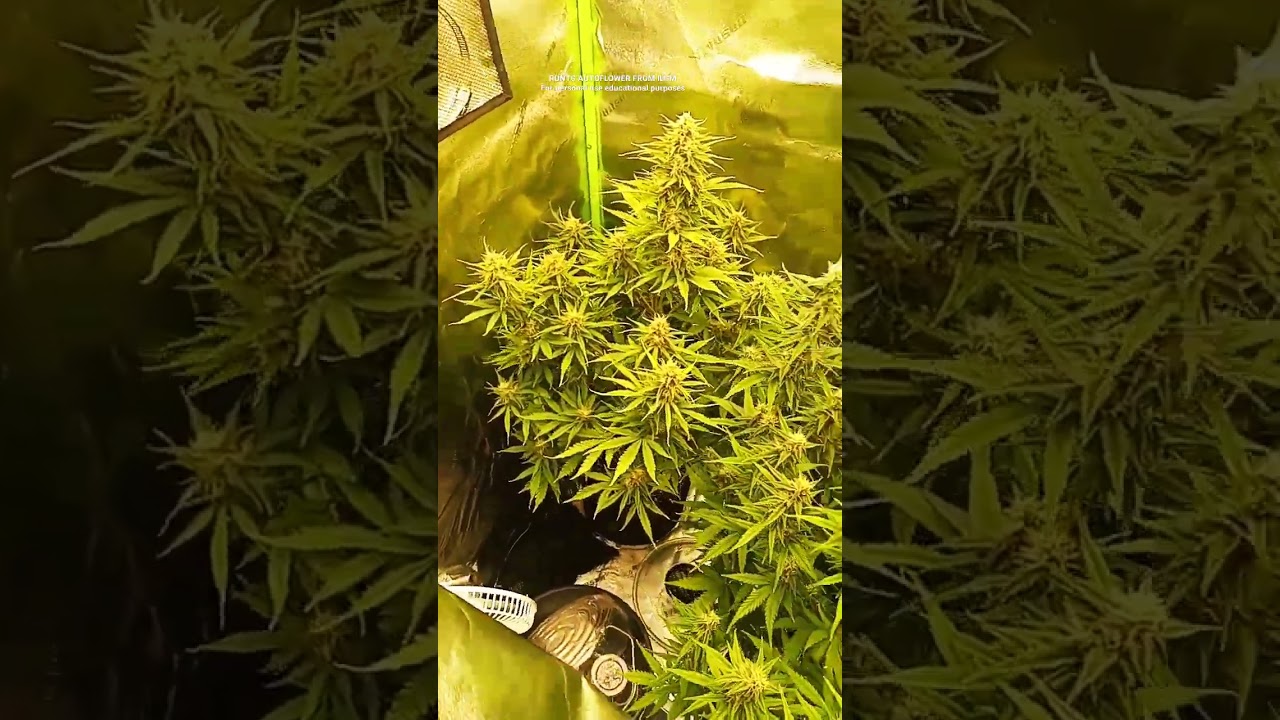autoflower runts from ilgm