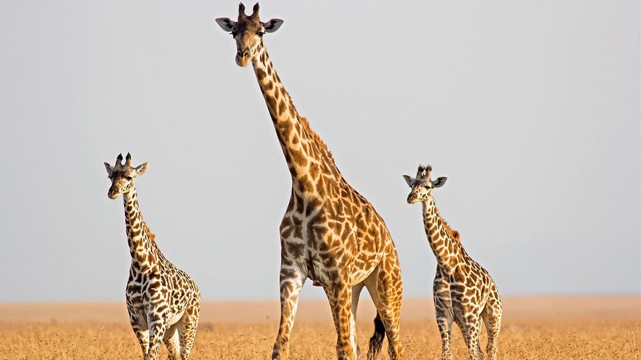 Giraffe - Animal of the Week
