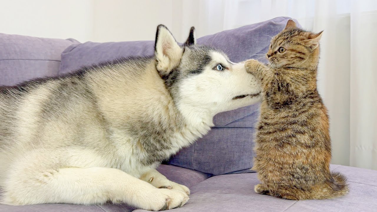 Giant Husky Doesn’t Know What to Do with This Kitten – Pure Comedy