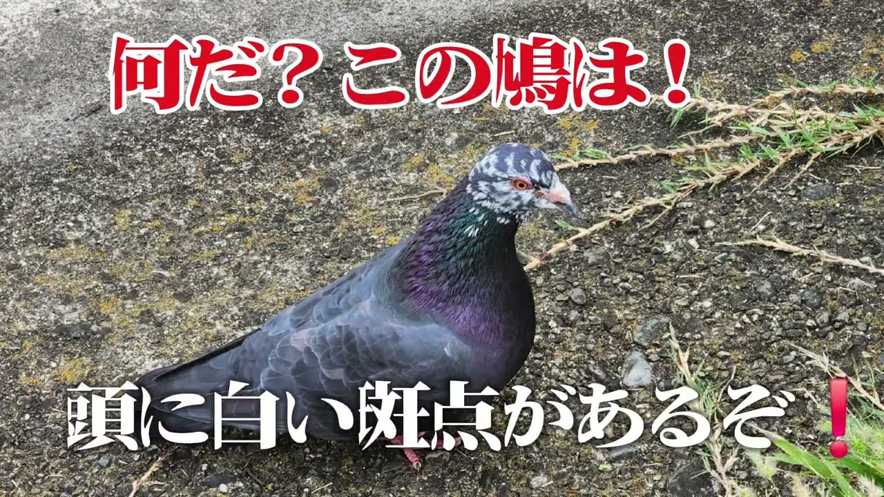 『珍しい鳩に出会った！頭にまだらの白い斑点！』～フーテンのカズさんVol.59