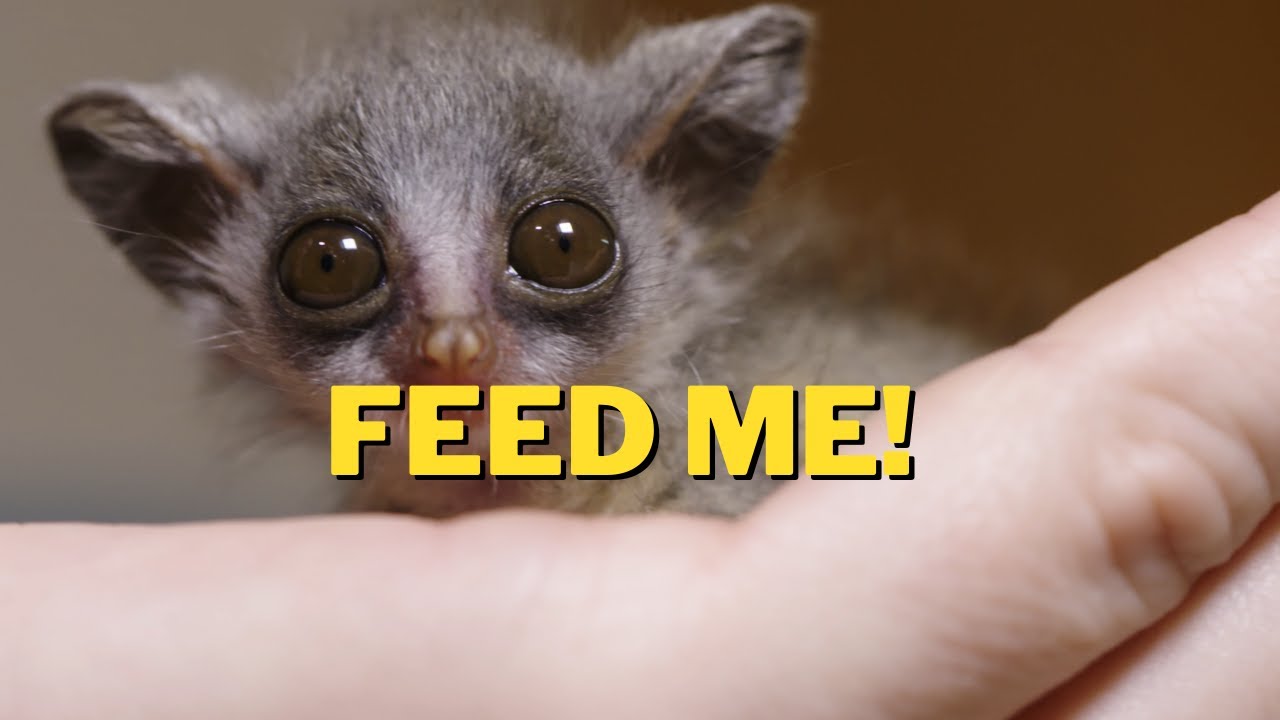 Feeding A Young Bush Baby!