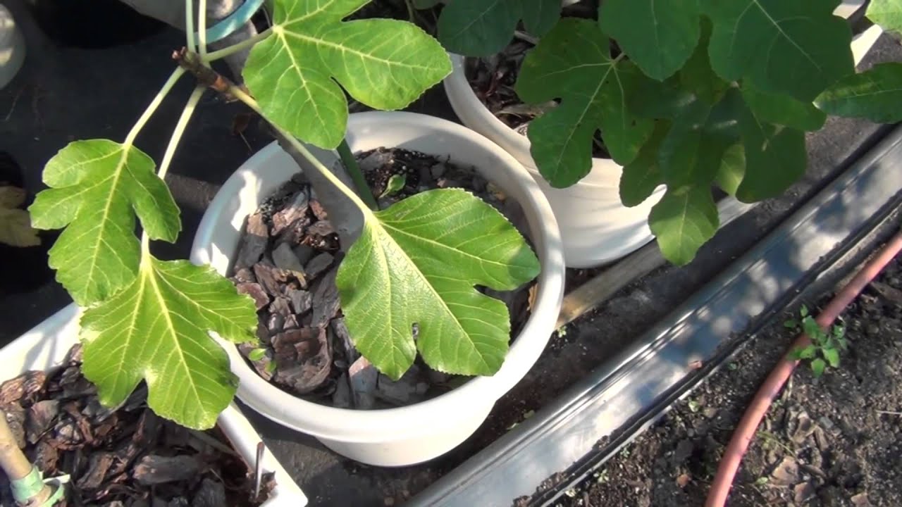 Black Madeira Fig 2012