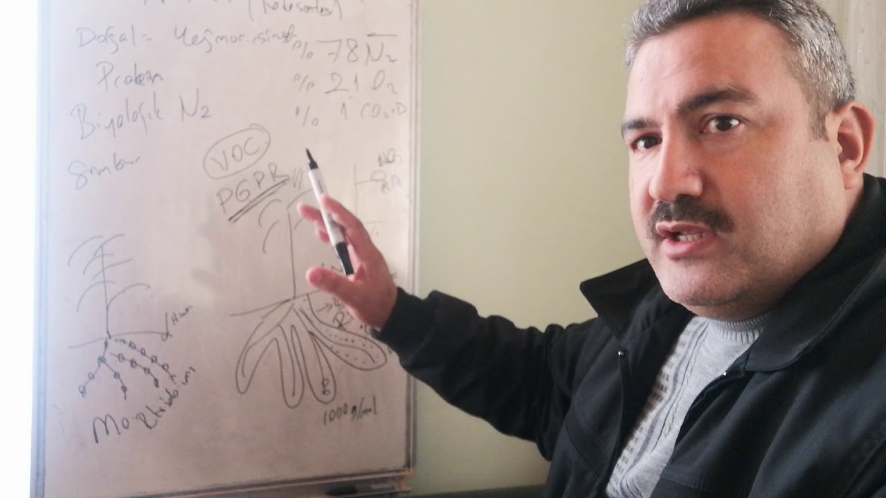 Azotun doğal kaynakları, biyolojik fiksasyon, rhizofagy ve endofit